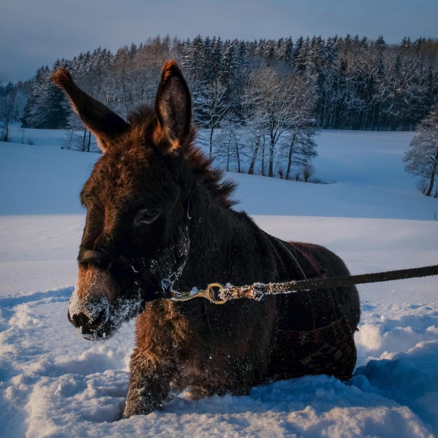 Moosmuehle Allgaeu Untrasried Eksteriør bilde